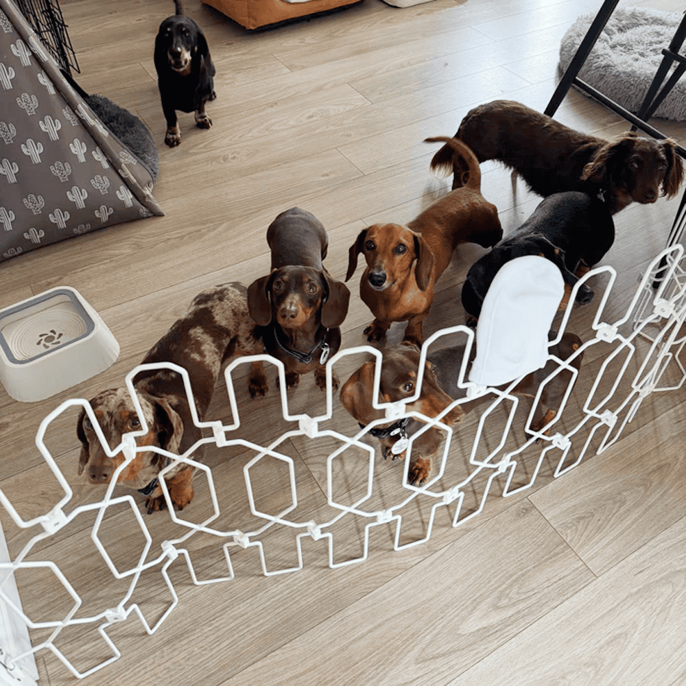 🛒Last Day 69% Off - Dog Safety Gate 🐕🦮